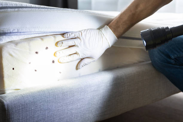 Best Exterminator Services  in Elmira, NY