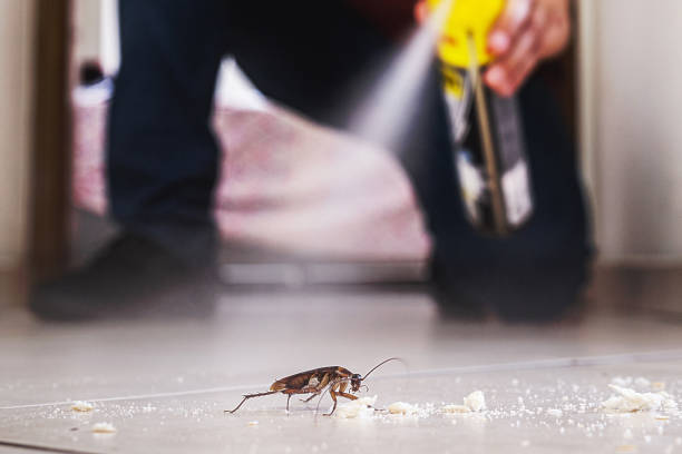 Reliable Elmira, NY Pest Control Solutions