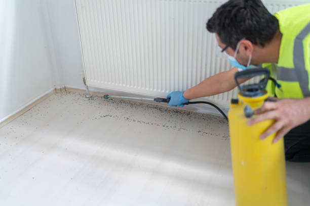 Best Wasp Removal Services  in Elmira, NY