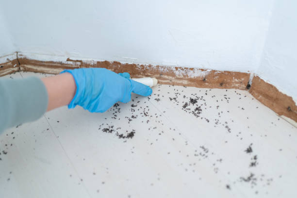 Best Best Pest Control Companies  in Elmira, NY